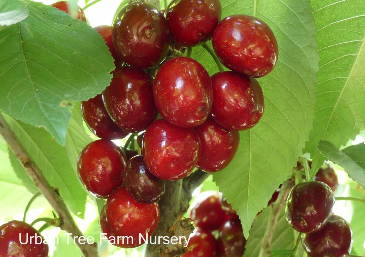 Fruit-Cherry-Lapins-a Fruit Cherry Lapins - Image 1