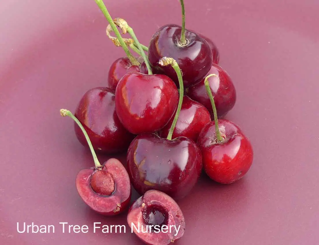 Fruit Cherry Lapins | Urban Tree Farm Nursery