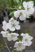 Fruit Cherry Montmorency - Image 3