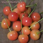 Fruit Cherry Montmorency