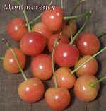 Fruit Cherry Montmorency