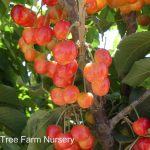 Fruit Cherry Raineer