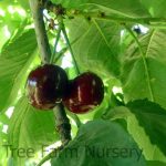 Fruit Cherry Van