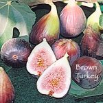 Fruit Fig Brown Turkey