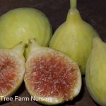 Fruit Fig Excel