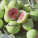 Fruit Fig Kadota