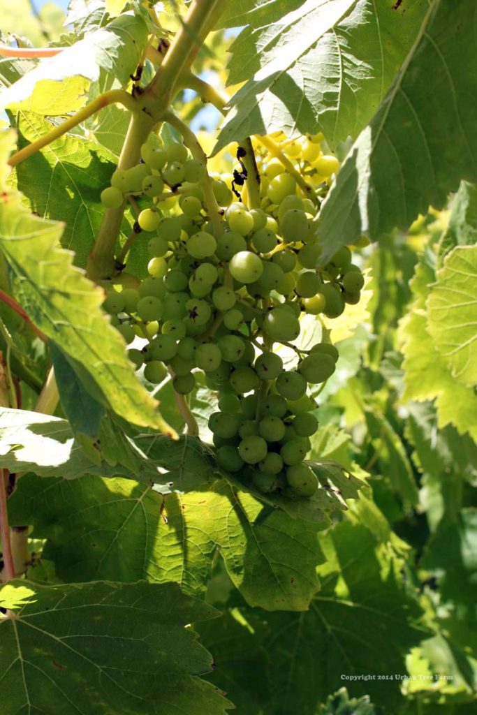 Fruit Grape Thompson Seedless | Urban Tree Farm Nursery