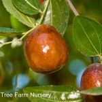 Fruit Jujube Li