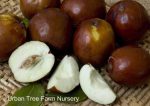 Fruit Jujube Li - Image 2