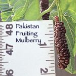 Fruit Mulberry Pakistan