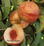 Fruit Nectarine Arctic Blaze