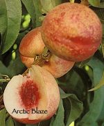 Fruit Nectarine Arctic Blaze - Image 2
