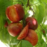 Fruit Nectarine Arctic Glo