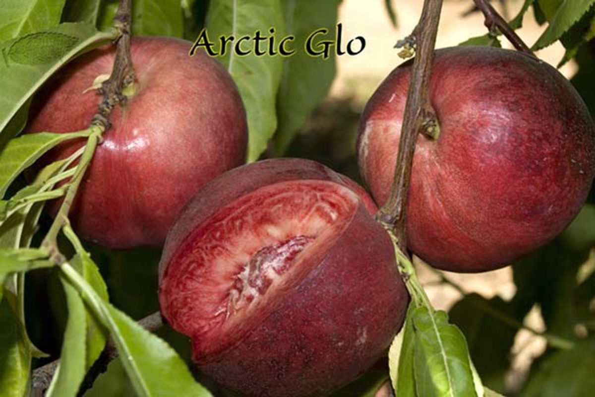 Fruit Nectarine Arctic Glo c