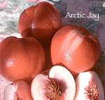 Fruit Nectarine Arctic Jay