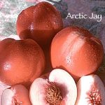 Fruit Nectarine Arctic Jay