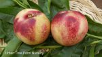 Fruit Nectarine Arctic Jay - Image 2