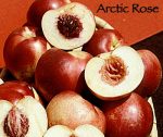 Fruit Nectarine Arctic Rose