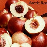 Fruit Nectarine Arctic Rose