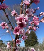 Fruit Nectarine Arctic Rose - Image 2