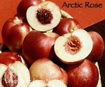 Fruit Nectarine Arctic Rose - Image 5