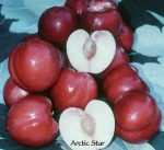 Fruit Nectarine Arctic Star