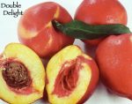 Fruit Nectarine Double Delight