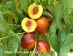 Fruit Nectarine Double Delight - Image 2
