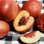 Fruit Nectarine Fantasia