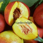 Fruit Nectarine Garden Delight