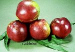 Fruit Nectarine Goldmine White