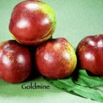 Fruit Nectarine Goldmine White