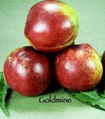 Fruit Nectarine Goldmine White - Image 2