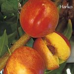 Fruit Nectarine Harko