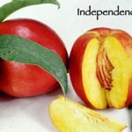 Fruit Nectarine Independence