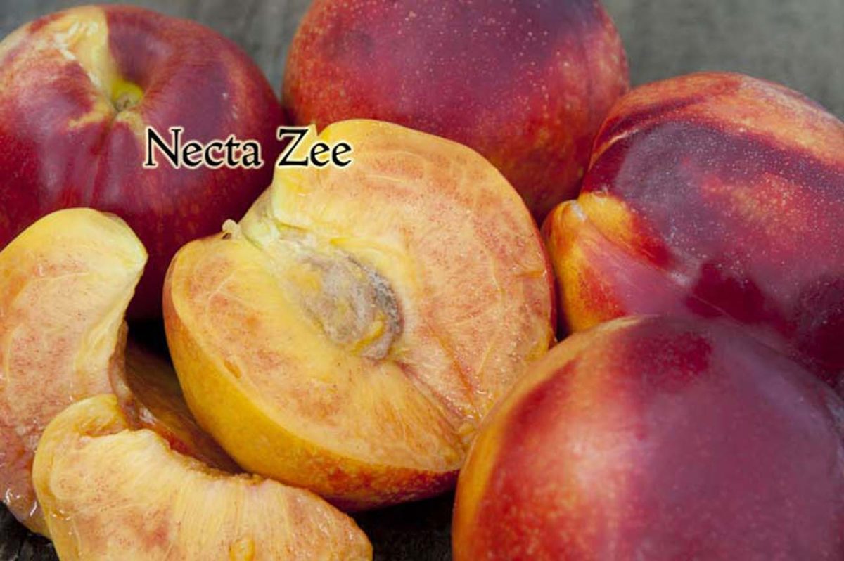 Fruit Nectarine Necta Zee a