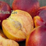 Fruit Nectarine Necta Zee