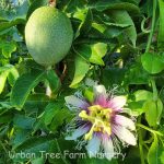 Fruit Passion Fruit Frederick