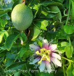 Fruit Passion Fruit Frederick