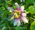 Fruit Passion Fruit Frederick - Image 2