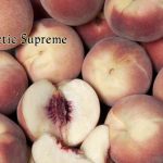 Fruit Peach Arctic Supreme