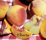 Fruit Peach Elberta