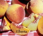 Fruit Peach Elberta - Image 3