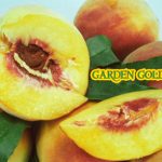 Fruit Peach Garden Gold