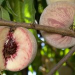 Fruit Peach Indian Free