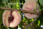Fruit Peach Indian Free - Image 2