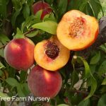 Fruit Peach Suncrest