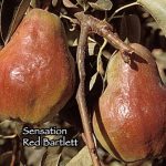 Fruit Pear Bartlett Sensation Red