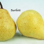 Fruit Pear Bartlett