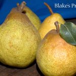 Fruit Pear Blake's Pride
